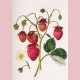 The roseberry strawberry